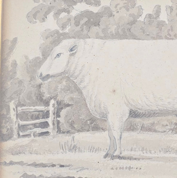 very-nice-folk art-wash-painting-yearling-ram within-rural-landscape-inscribed-mr-thorpe-1-year-bottom-right-fore-ground-field-ram-mid-ground-stile-field-boundary-sheep-eating-foliage-trees-18th-early-19th-century-naïve-quality-very-good-condition-framed-faux-bois-frame-gilt-slip-for-sale-damon-blandford-antiques-stow-on-the-wold-cotswolds-wall-art