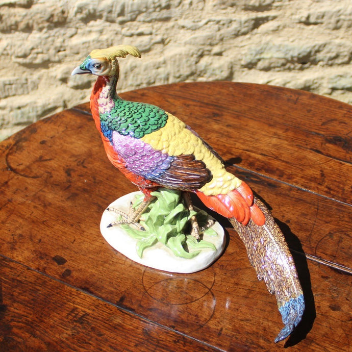 superb-porcelain-pheasant-1:2-scale-modelled-on-mature-golden-pheasant-alert-upright-natural-pose-beautifully-painted-porcelain-mottled-tail-feathers-particularly-well-painted-marked-to-underside-base-letter-M-possibly-KPM Berlin-germany-for-sale-damon-blandford-antiques-stroud-stow-on-the-wold-cotswolds-interior-decoration-ceramic-pottery