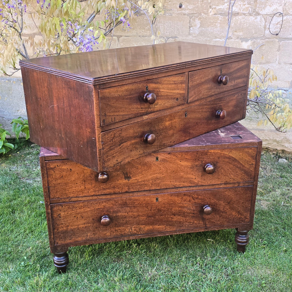 good-Regency-period-two-part-mahogany-campaign-chest-two short-three-long-graduated-drawers-excellent-quality-well-figured-timbers-wonderful-colour-patination-reeded-top-mahogany-lined-drawers-moulded-fronts-turned-wooden-drawer-pulls-feet-original-locks-brass-escutcheons-restricted-access-easy-to-move-for-sale-travel-furniture-antique-damon-blandford-antiques-stow-on-the-wold-stroud-cotswolds